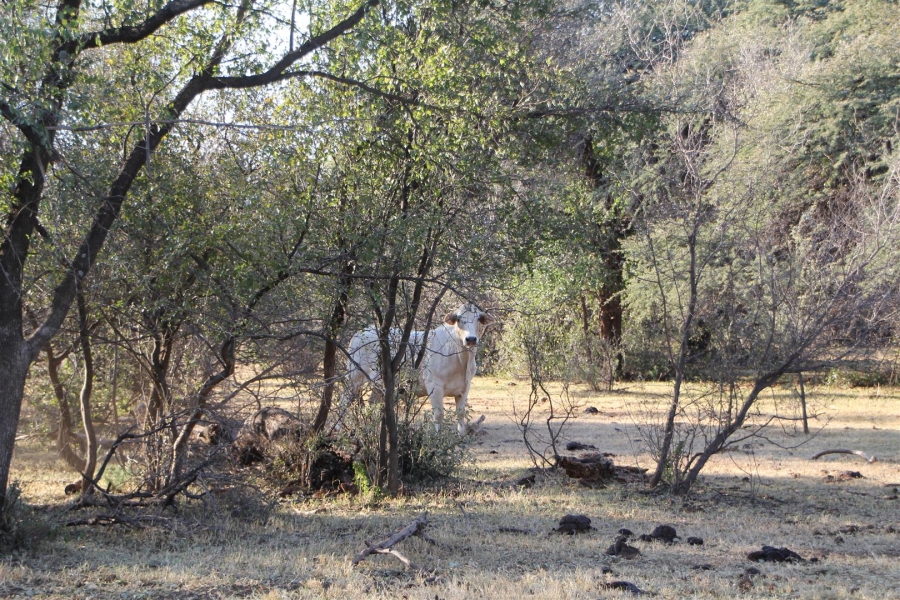 0 Bedroom Property for Sale in Vryburg Rural North West